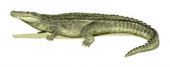 20090916192848_purussaurus_bw.jpg