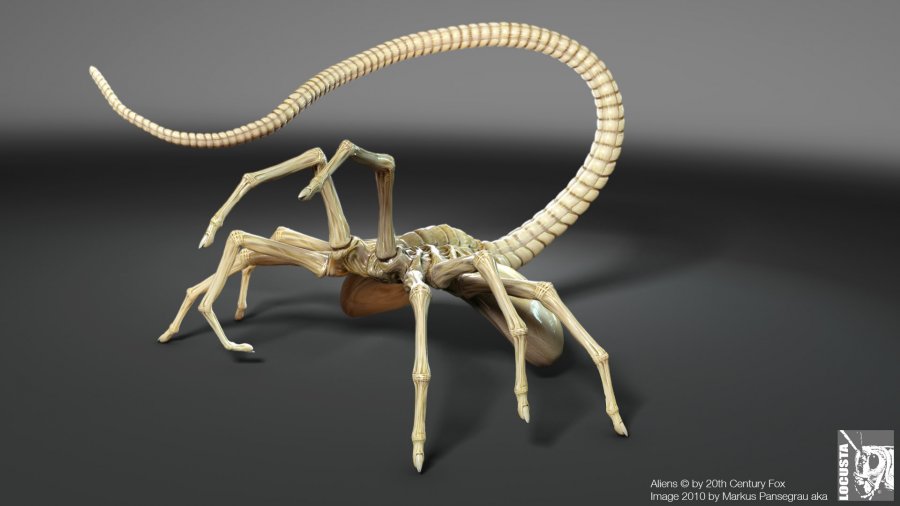 alien_facehugger_cgi_by_locusta-d3l59ki.jpg