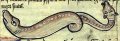 amphisbaena_in_medieval_bestiary.jpg