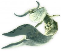 monster-hunter-tri-ceadeus-artwork.jpg