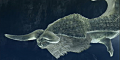 navald1.png