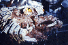 tobyswork_deepstar6.gif