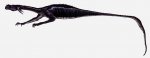 dragonsnake.jpg