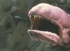 mcq-spaceslug.jpg
