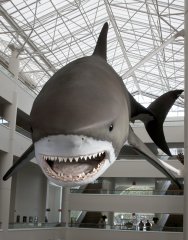 fm_megalodon_fgohier.jpg