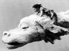 image196.jpg