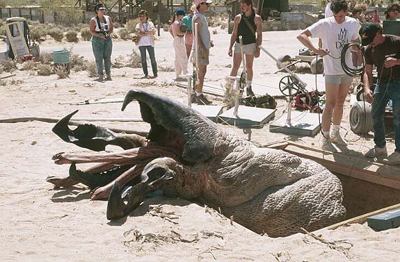 a-tremors-13-l.jpg