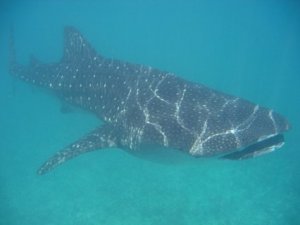 rhincodon_typus.jpg