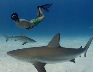sharkwater-m.jpg