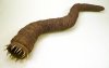 mongolian_death_worm_larvae.jpg