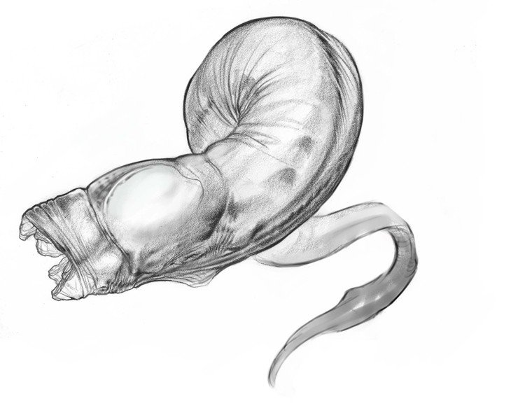 factor5_worms1.jpg