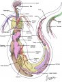 internal_naga_anatomy_by_sugarpeep.jpg