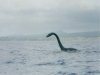 plesiosaur.jpg