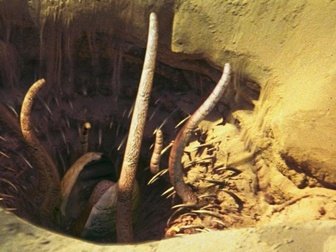 336px-sarlacc-btm-db.jpg