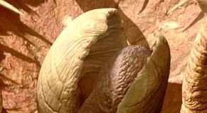 sarlacc_maul.jpg
