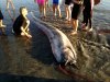 giant_fish.jpg