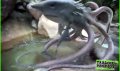 sharktopus4.jpg