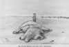 o_giganteus5.jpg