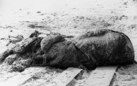 st_augustine_carcass.jpg