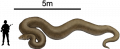 titanoboacerrejonensis.png