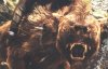 tornwarg5b15d1.jpg
