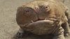 jc_char_main_woola.jpg