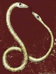 amphisbaena.jpg